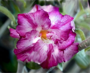 Adenium Obesum 'Double Violet' x 5 Seeds - Click Image to Close
